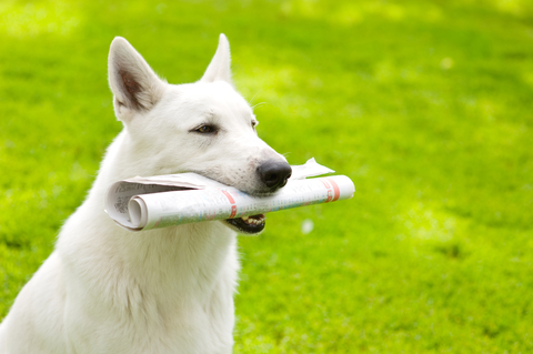 Photo of a dog carrying a newspaper